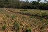 Land for sale in Pran Buri, Prachuap Khiri Khan