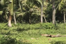 Land for sale in Huai Sai, Prachuap Khiri Khan