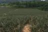 Land for sale in Nong Phlap, Prachuap Khiri Khan