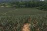 Land for sale in Nong Phlap, Prachuap Khiri Khan