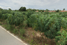 Land for sale in Pong, Chonburi