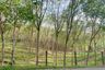 Land for sale in Choeng Thale, Phuket