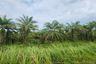 Land for sale in Khok Kloi, Phang Nga