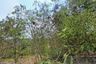 Land for sale in Rawai, Phuket