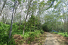 Land for sale in Thep Krasatti, Phuket