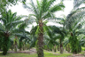 Land for sale in Thep Krasatti, Phuket