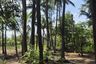 Land for sale in Sakhu, Phuket