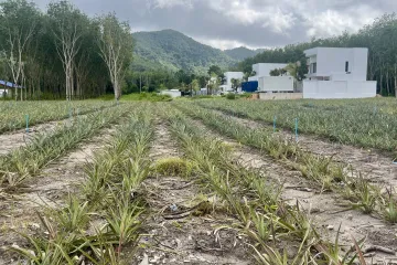 Land for sale in Si Sunthon, Phuket