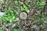 Land for sale in Pa Khlok, Phuket
