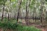 Land for sale in Pa Khlok, Phuket