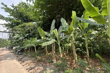 Land for sale in Bang Khun Si, Bangkok near MRT Fai Chai