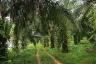 Land for sale in Lam Phi, Phang Nga