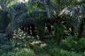 Land for sale in Lam Phi, Phang Nga