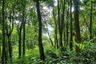 Land for sale in Ko Yao Noi, Phang Nga