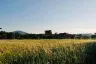 Land for sale in Sakhu, Phuket