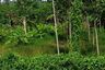 Land for sale in Mai Khao, Phuket