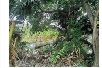 Land for sale in Patio Rama II ( Soi 33 ), Bang Mot, Bangkok