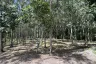 Land for sale in Si Sunthon, Phuket