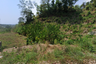 Land for sale in Karon, Phuket