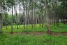 Land for sale in Si Sunthon, Phuket