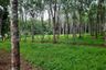Land for sale in Si Sunthon, Phuket