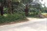 Land for sale in Bang Muang, Phang Nga
