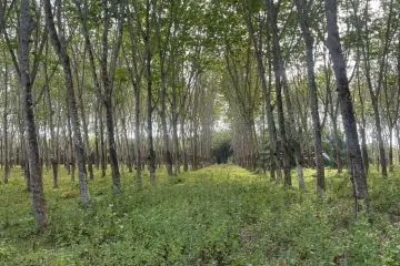 Land for sale in Khok Kloi, Phang Nga