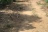 Land for sale in Rawai, Phuket