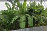 Land for sale in Khlong Tan Nuea, Bangkok near Airport Rail Link Ramkhamhaeng