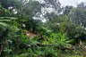 Land for sale in Kamala, Phuket