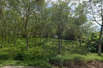 Land for sale in Khok Kloi, Phang Nga