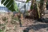 Land for sale in Bang Waek, Bangkok