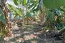 Land for sale in Bang Waek, Bangkok