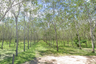 Land for sale in Pa Khlok, Phuket