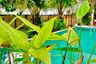 4 Bedroom Villa for rent in Rawai, Phuket