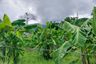 Land for sale in Don Kaeo, Chiang Mai