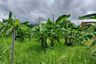 Land for sale in Don Kaeo, Chiang Mai