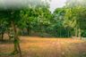 Land for sale in Rim Tai, Chiang Mai