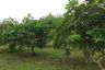2 Bedroom House for sale in Chae Chang, Chiang Mai