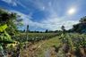 Land for sale in Mae Faek, Chiang Mai