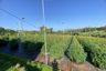 Land for sale in Inthakhin, Chiang Mai