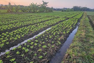 Land for sale in Mae Pong, Chiang Mai