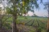 Land for sale in Mae Pong, Chiang Mai