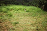 Land for sale in Don Pao, Chiang Mai