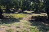 Land for sale in Khilek, Chiang Mai