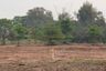 Land for sale in Yu Wa, Chiang Mai