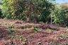 Land for sale in Pa Khlok, Phuket