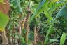 Land for sale in Patong, Phuket