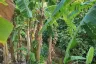 Land for sale in Patong, Phuket