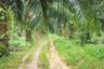 Land for sale in Lam Phi, Phang Nga